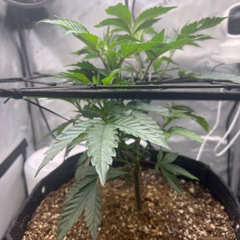 RS-11 growlog timeline photo