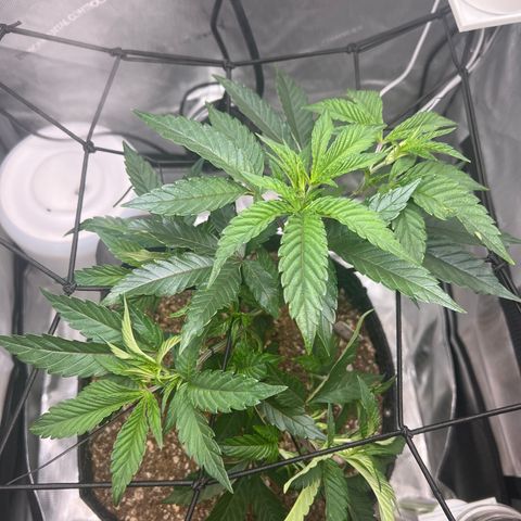 RS-11 growlog photo: LST 