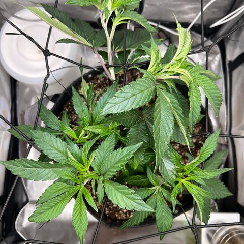 RS-11 growlog photo: LST TRAINING 