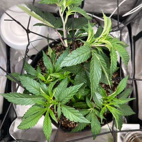 RS-11 growlog photo: LST TRAINING 