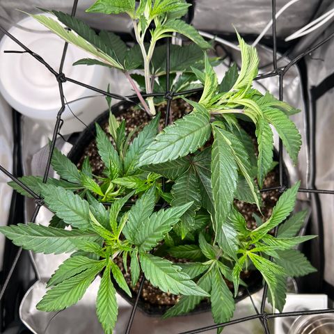 RS-11 growlog photo: LST TRAINING 