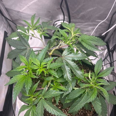 RS-11 growlog timeline photo