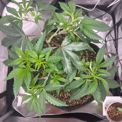 RS-11 growlog timeline photo