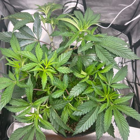 RS-11 growlog timeline photo