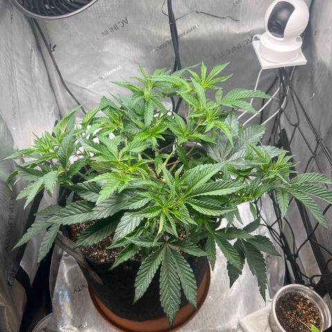 RS-11 growlog timeline photo