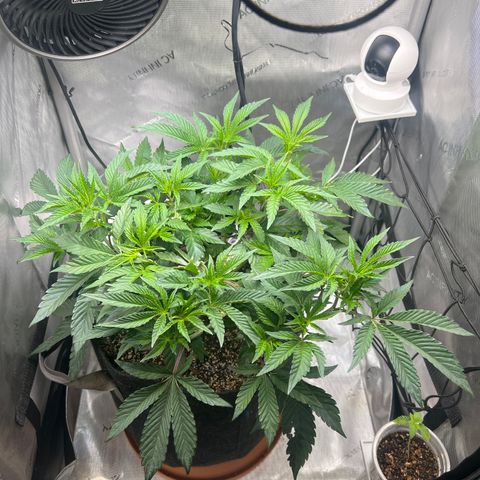 RS-11 growlog timeline photo