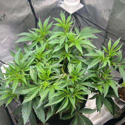 RS-11 growlog timeline photo