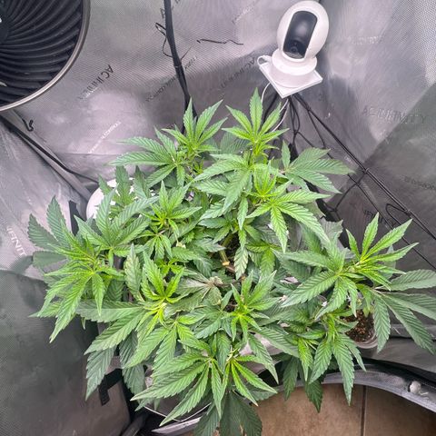 RS-11 growlog timeline photo