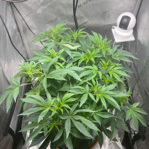 RS-11 growlog timeline photo