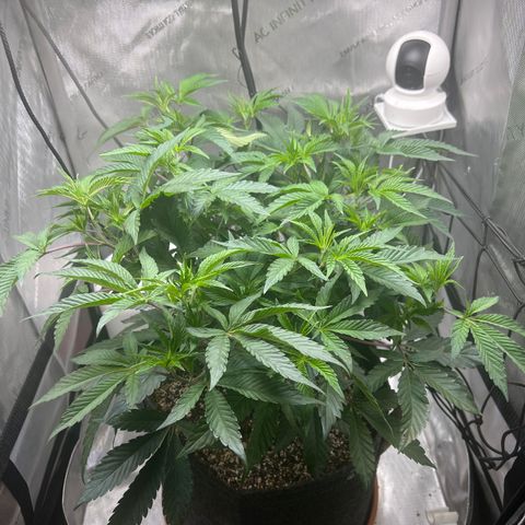RS-11 growlog timeline photo