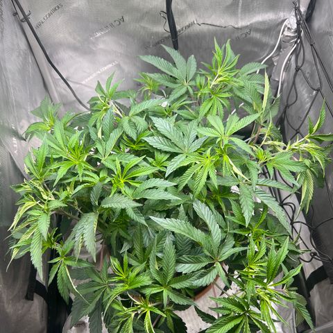 RS-11 growlog timeline photo