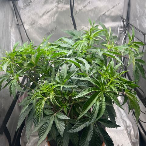 RS-11 growlog timeline photo