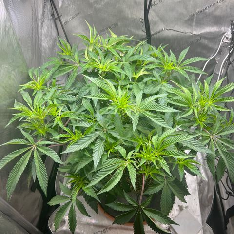 RS-11 growlog photo: First day of flower. 

12/12 light schedule started 