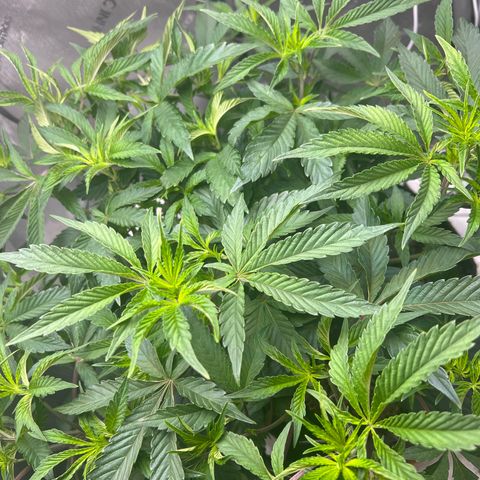 RS-11 growlog photo: First day of flower. 

12/12 light schedule started 