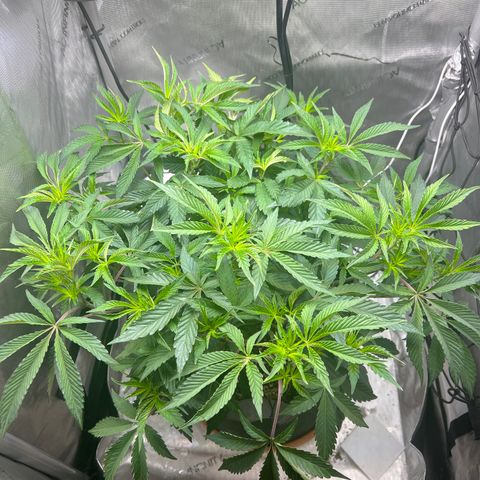 RS-11 growlog photo: First day of flower. 

12/12 light schedule started 