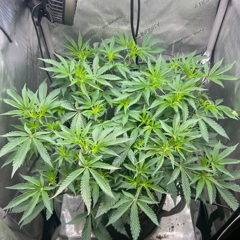 RS-11 growlog photo: Scrog added