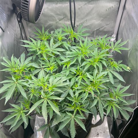 RS-11 growlog photo: Scrog added