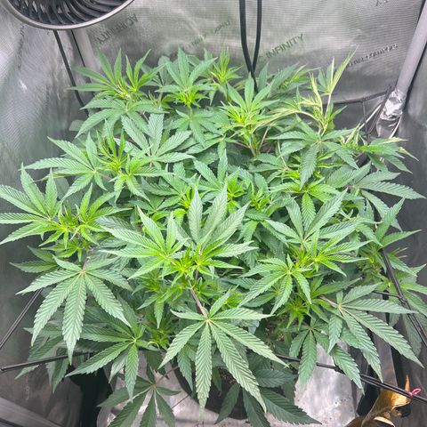RS-11 growlog timeline photo