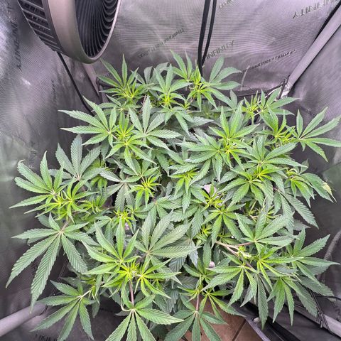 RS-11 growlog photo: Scrog added