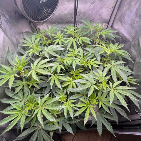RS-11 growlog timeline photo
