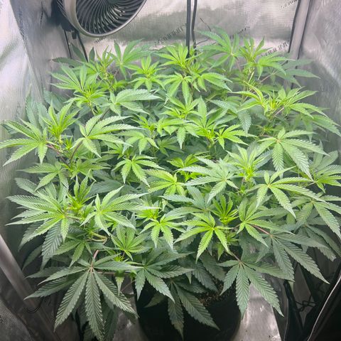 RS-11 growlog timeline photo
