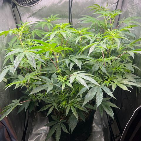 RS-11 growlog timeline photo