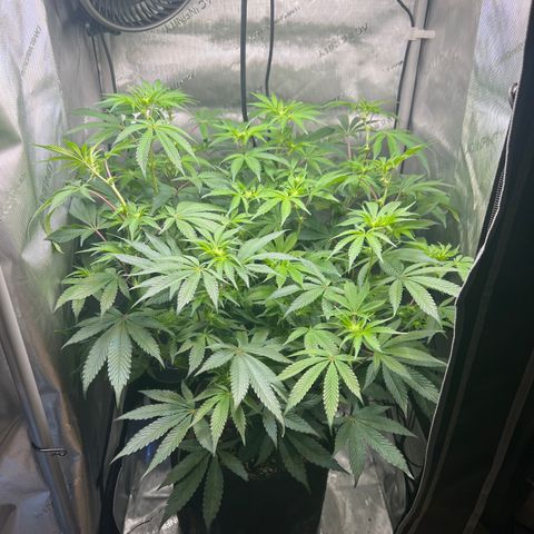 RS-11 growlog timeline photo