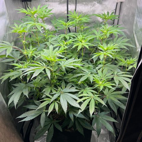 RS-11 growlog timeline photo