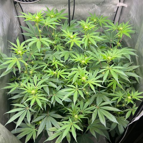 RS-11 growlog timeline photo