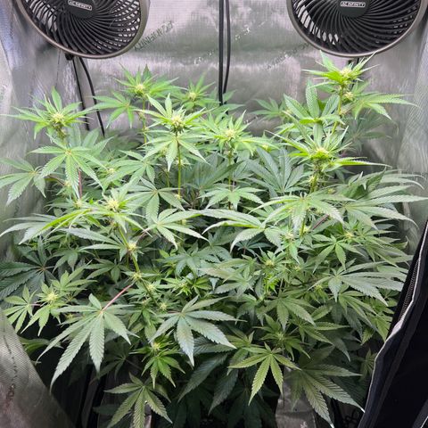 RS-11 growlog timeline photo