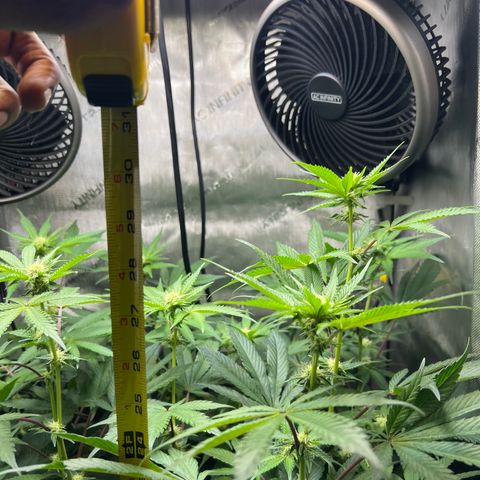 RS-11 growlog timeline photo