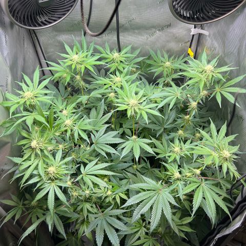 RS-11 growlog timeline photo