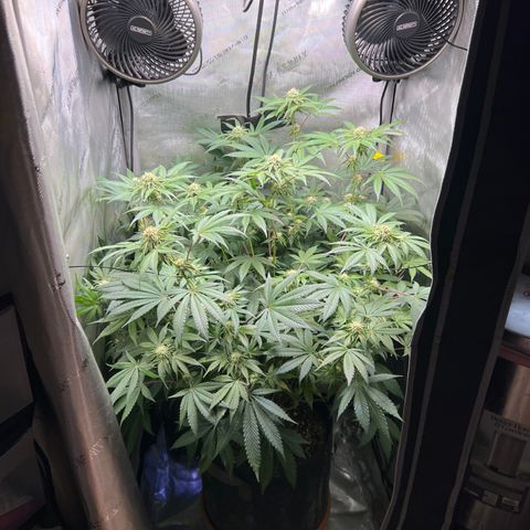 RS-11 growlog timeline photo