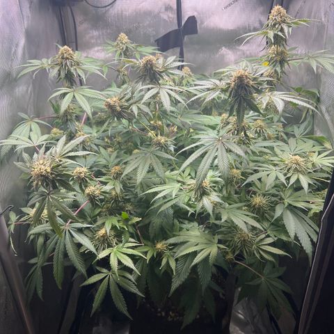 RS-11 growlog timeline photo