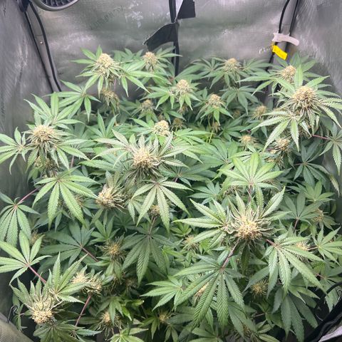 RS-11 growlog timeline photo