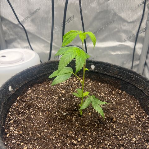 Gelato #33 growlog timeline photo