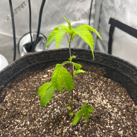 Gelato #33 growlog timeline photo