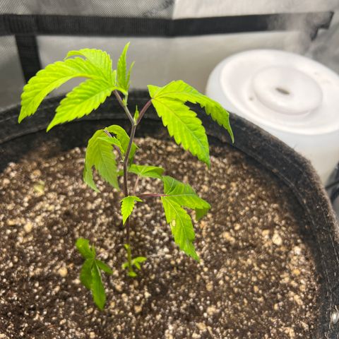 Gelato #33 growlog timeline photo