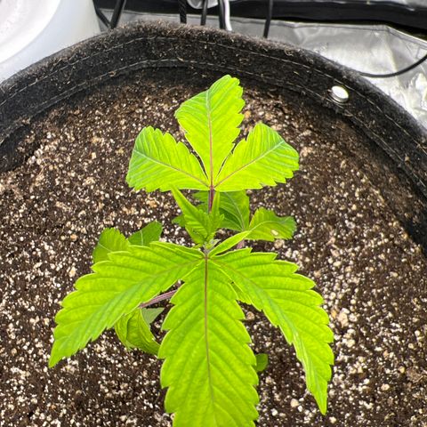 Gelato #33 growlog timeline photo