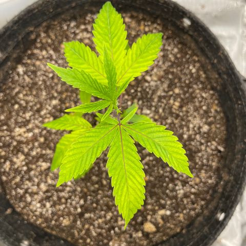 Gelato #33 growlog timeline photo