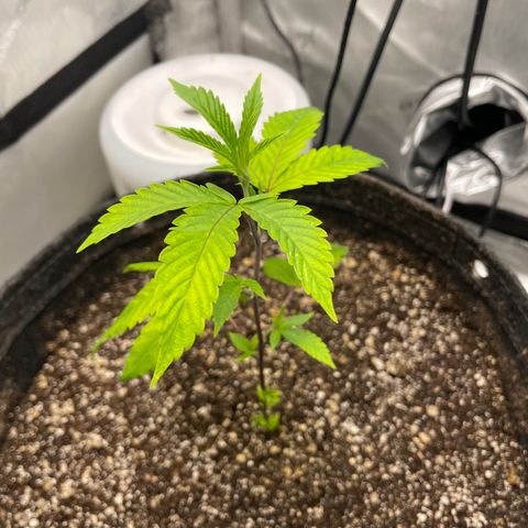 Gelato #33 growlog timeline photo