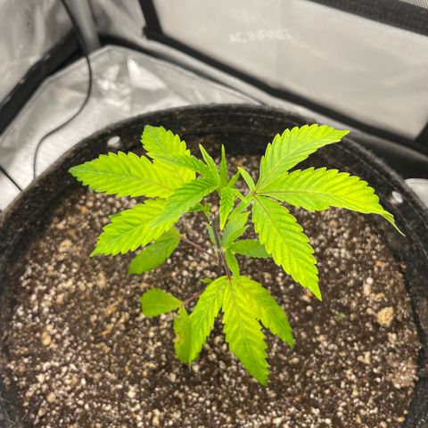 Gelato #33 growlog timeline photo
