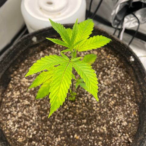 Gelato #33 growlog timeline photo