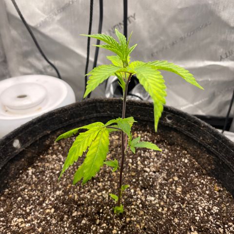 Gelato #33 growlog timeline photo