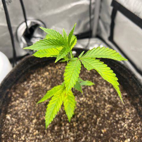 Gelato #33 growlog timeline photo