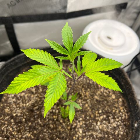 Gelato #33 growlog timeline photo