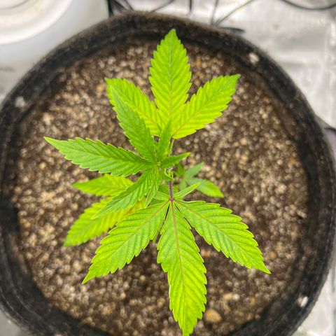Gelato #33 growlog timeline photo