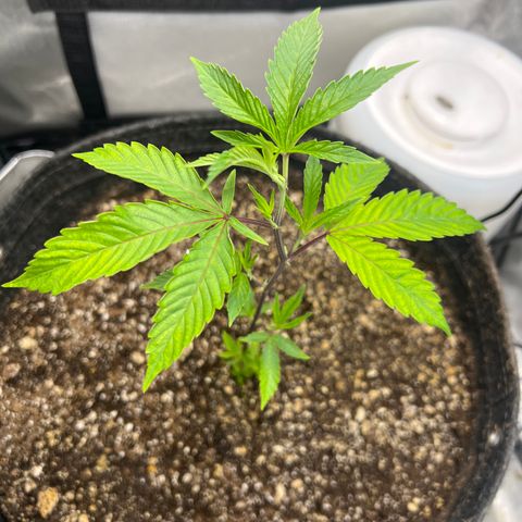 Gelato #33 growlog timeline photo
