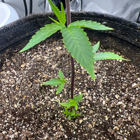 Gelato #33 growlog timeline photo