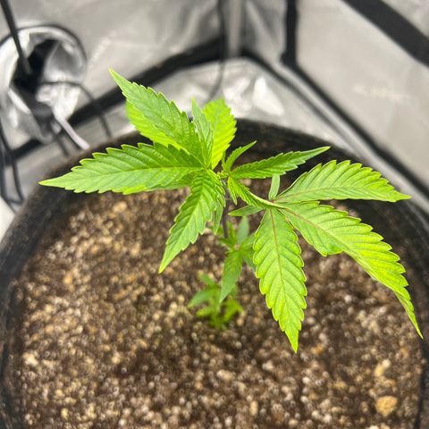 Gelato #33 growlog timeline photo